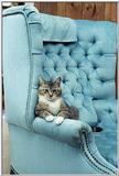 Sophisti - Cat