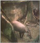 Tapir