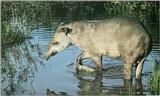 Brazilian tapir (J01)