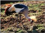 Birds see filename for species - South African Crowned Crane (Balearica regulorum)003.jpg