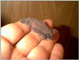 Bat Southeastern Freetail
