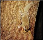 Southern Flying Squirrel (Glaucomys volans volans)1