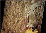 Southern Flying Squirrel (Glaucomys volans volans)2