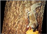 Southern Flying Squirrel (Glaucomys volans volans)3