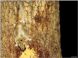Southern Flying Squirrel (Glaucomys volans volans)4