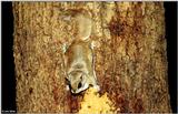 Southern Flying Squirrel (Glaucomys volans volans)5