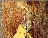 Southern Flying Squirrel (Glaucomys volans volans)6