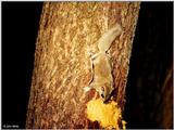 Southern Flying Squirrel (Glaucomys volans volans)8
