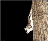 Southern Flying Squirrel (Glaucomys volans volans)15