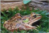 Southern leopard frog (Rana sphenocephala)1