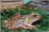 Southern leopard frog (Rana sphenocephala)1