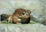 'Nother Toad
