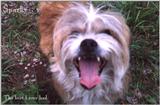 (Description) File 24 of 40 - Sparky - 002.jpg (1/1)