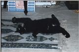 Cats: Had a rough night?