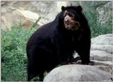 Spectacled Bear 1