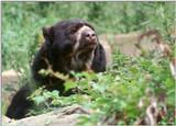 Spectacled Bear 2
