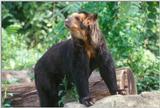 Spectacled Bear 3