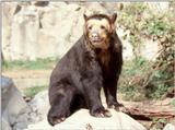 Spectacled Bear 1