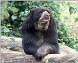 sloth Bear