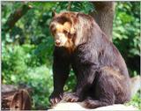 Spectacled Bear I