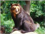 Spectacled Bear II