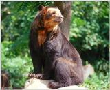 Spectacled Bear II