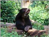 Spectacled Bear IV