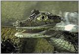 Author - the Spectacled Caiman (Caiman crocodilus)