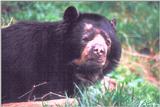 Spectacled Bear