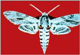 Sphinx Moth J01 - specimen (박각시)