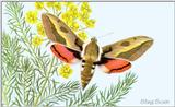 Art by Hermann Fey Moth10.jpg (1/1) 75729 bytes
