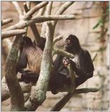 Brookfield Zoo pics - monkey & babies identify?
