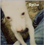 (Description) File 30 of 40 - Spike - 001.jpg (1/1)
