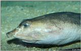 Soft-shelled Turtle Close-up