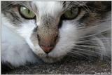 Spot (cat)