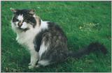 Cat - Spot