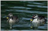 Indian Spotbill Ducks