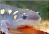 Underwater close-up of a Spotted Salamander