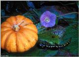 Halloween Spotted Salamander