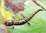 Spotted Salamander