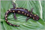 Spotted Salamander (Ambystoma maculatum)