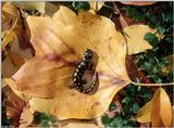 spotted salamander