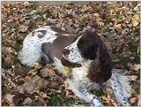 Posting dogs - springers6.jpg(1/1) 31241 bytes
