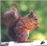 Squirrel
