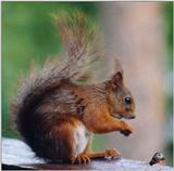 Squirrel
