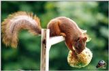 Squirrel