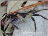 Square back Crab