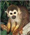 Squirrel Monkey