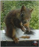 Squirrel