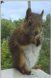 Squirrel